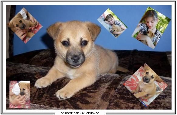 animalul vostru companie ^_^ catzelu meu.