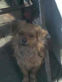 animalul vostru companie ^_^ shi cheama benny este catzelush avut shi nijte iepurash dar preferatul