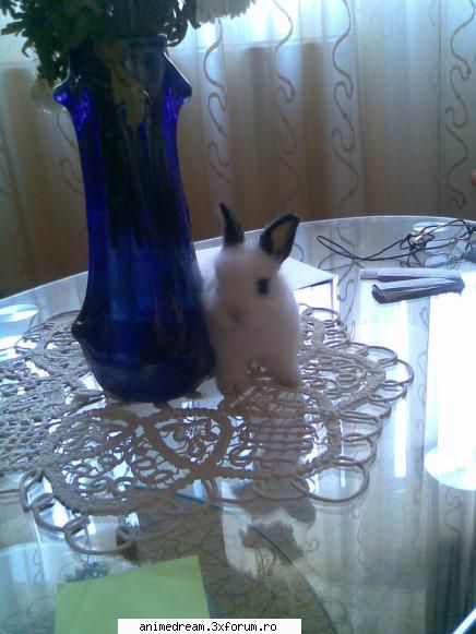 animalul vostru companie ^_^ catelul este benny cand era mai mic shi este fulg nea: