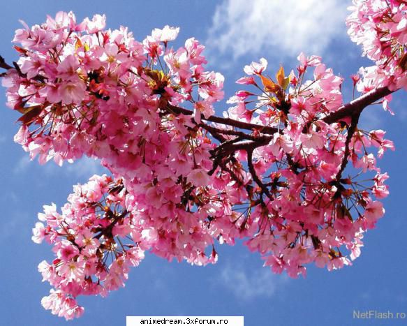 primavara e cel mai frumos anotimp.. sa vezi cum infloresc ciresii si alti pomi.. pe mine ma