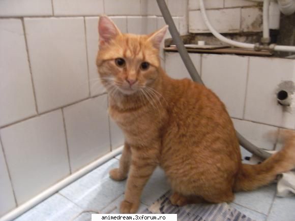 animalul vostru companie ^_^ uitati-l