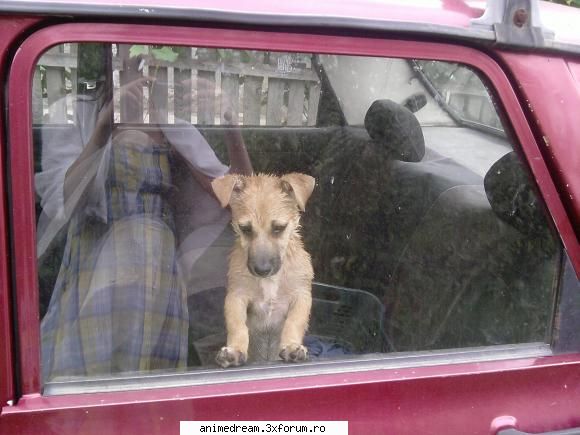Animalul vostru de companie ^_^ - |:X| YusTina |:X| - Animals