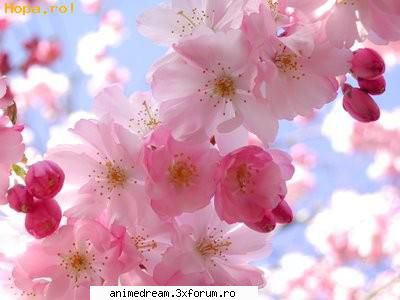 Festivalul florilor de cires - de obicei sunt albe, roz, rozalii sau un roz pal - Japonia