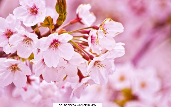 Festivalul florilor de cires - Adevarat, adevarat Unele din cele mai frumoase si - Japonia