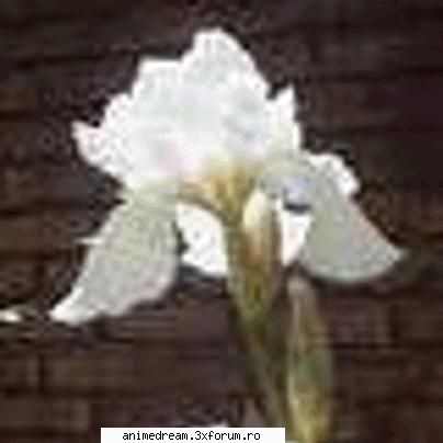 Your favourite flower^_^ - narcise,irisii Albi,florile de cires,Trandafiri - Flowers